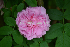 Rosa damascena